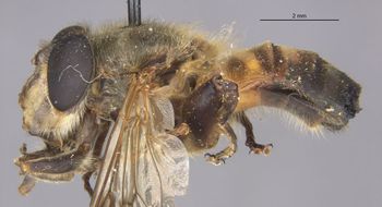 Media type: image;   Entomology 22235 Aspect: habitus lateral view